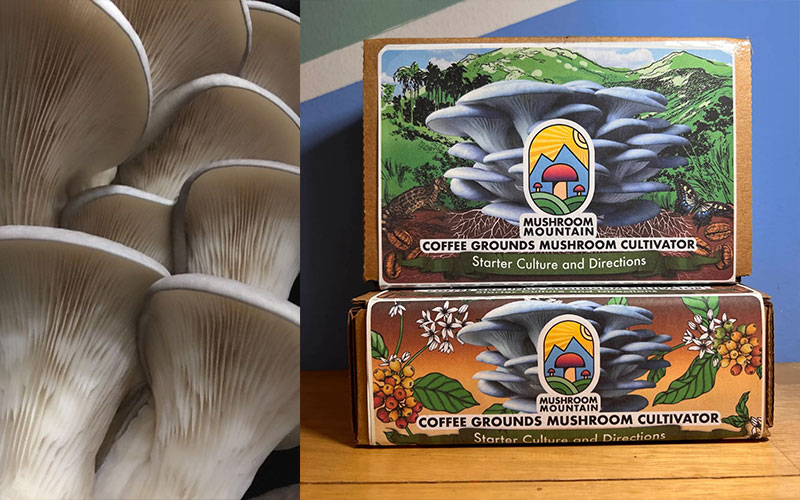 Grow beautiful and tasty mushrooms right on your counter