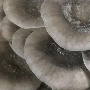 Warm Blue Oyster Mushrooms