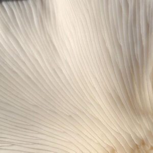 Oyster Mushrooms Gills