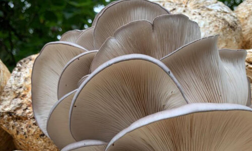 Warm Blue Oyster Mushroom Gills