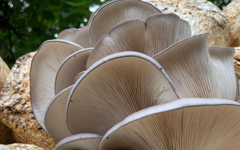 Warm Blue Oyster Mushroom Gills