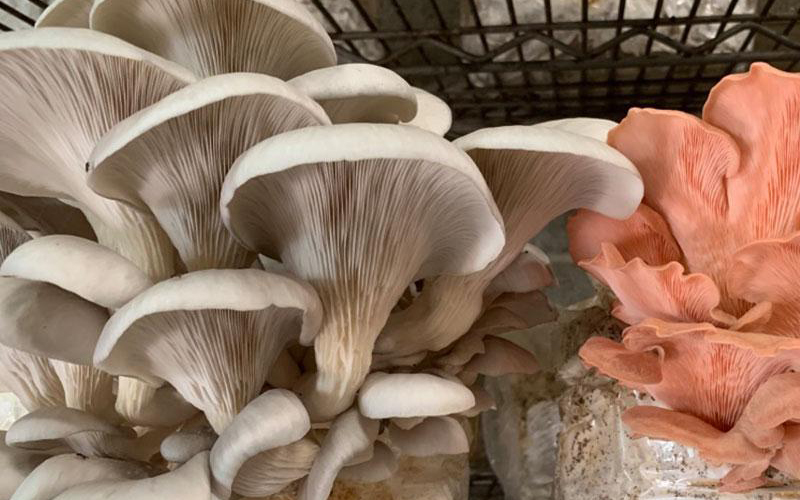 Warm Blue and Pink Oyster Mushrooms Growing Together