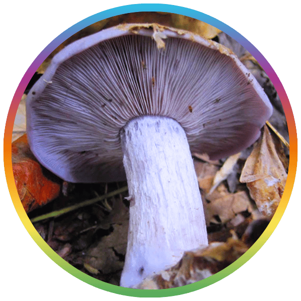 Blewit Mushroom