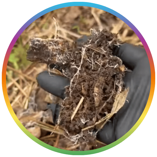 Fresh Soil with Mycelium