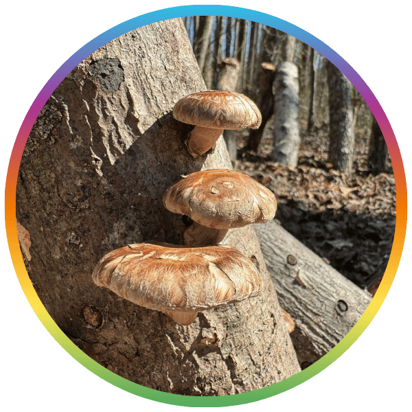 Shiitake mushrooms growing on logs