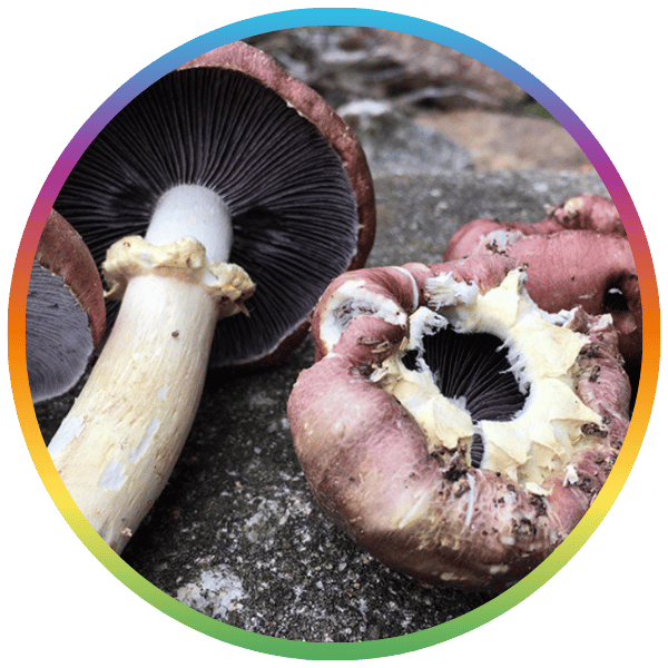 King Stropharia “Clemson” - Garden Giant - (S. rugoso-annulata) Mushrooms