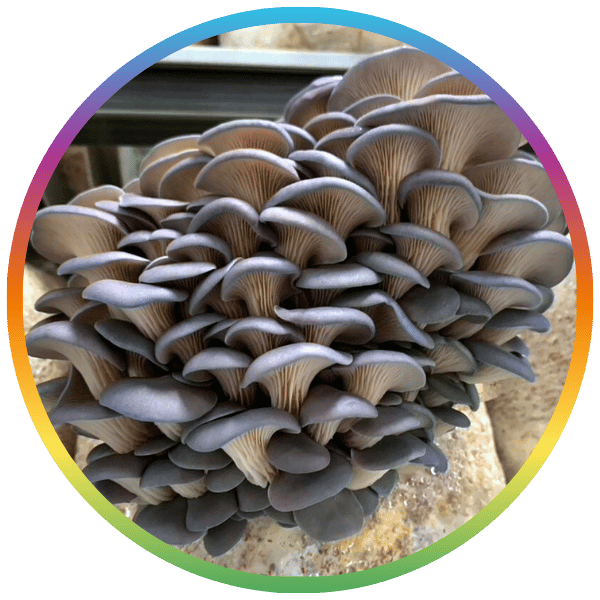 Oyster Mushroom Sawdust Spawn - (Pleurotus spp.)