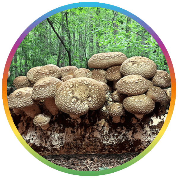 Shiitake Mushroom Fruiting Kit