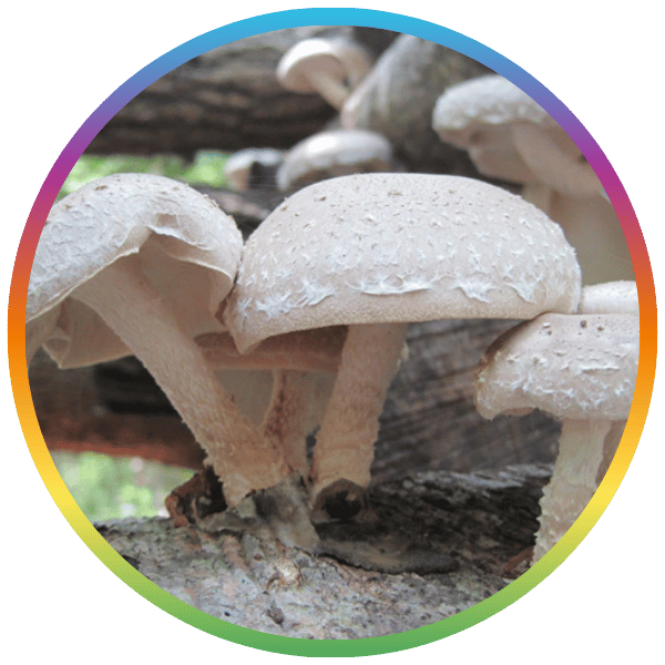 Shiitake Mushroom Sawdust Spawn - (Lentinula edodes)