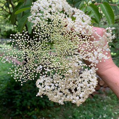 Elderberry flowers that will eventually become berries.