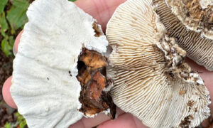 Turkey Tail