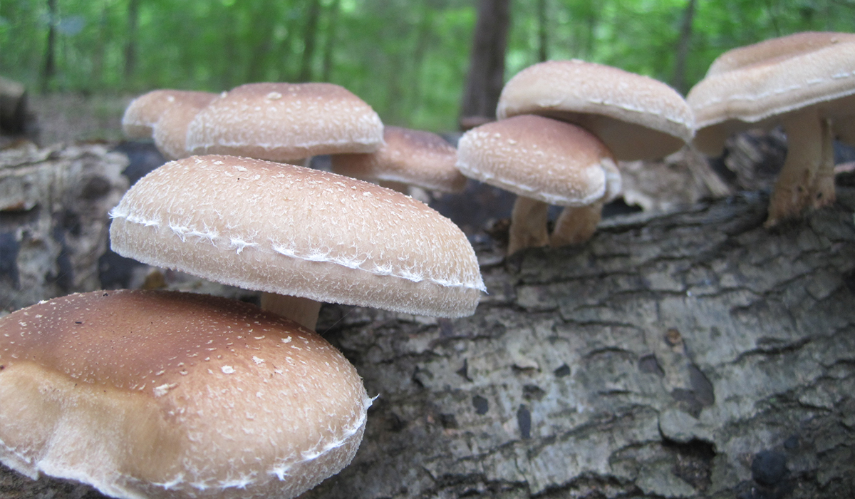 Mushroom into a Better Future