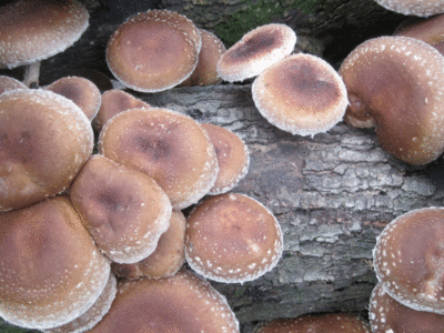 shiitake header 1