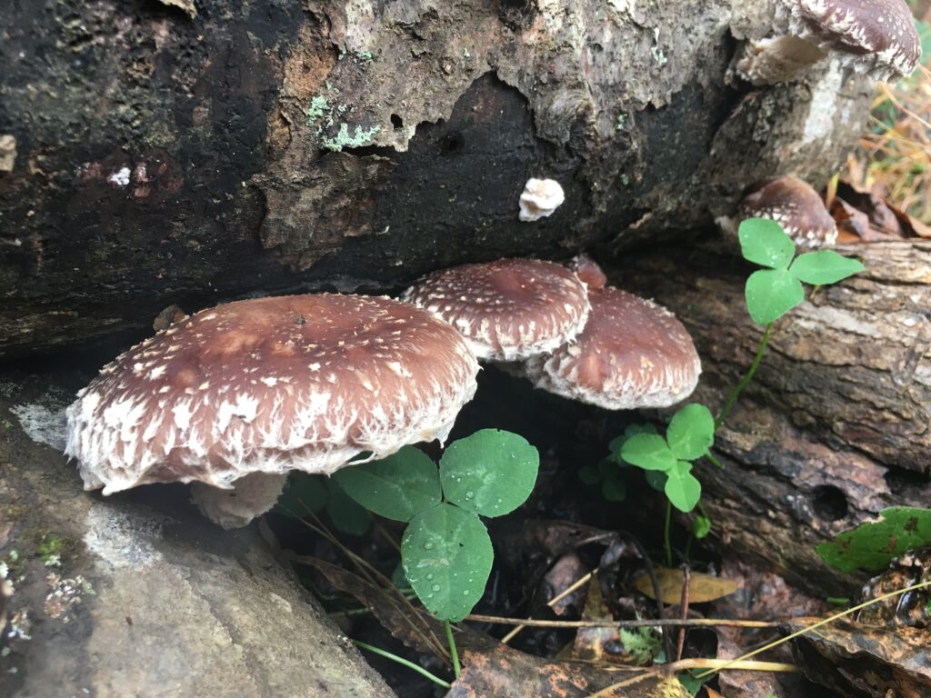 shiitake header 2