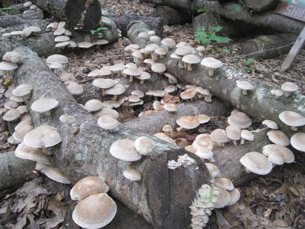 Spring Into Mushroom Cultivation. Grow you own fungi and taste the difference.