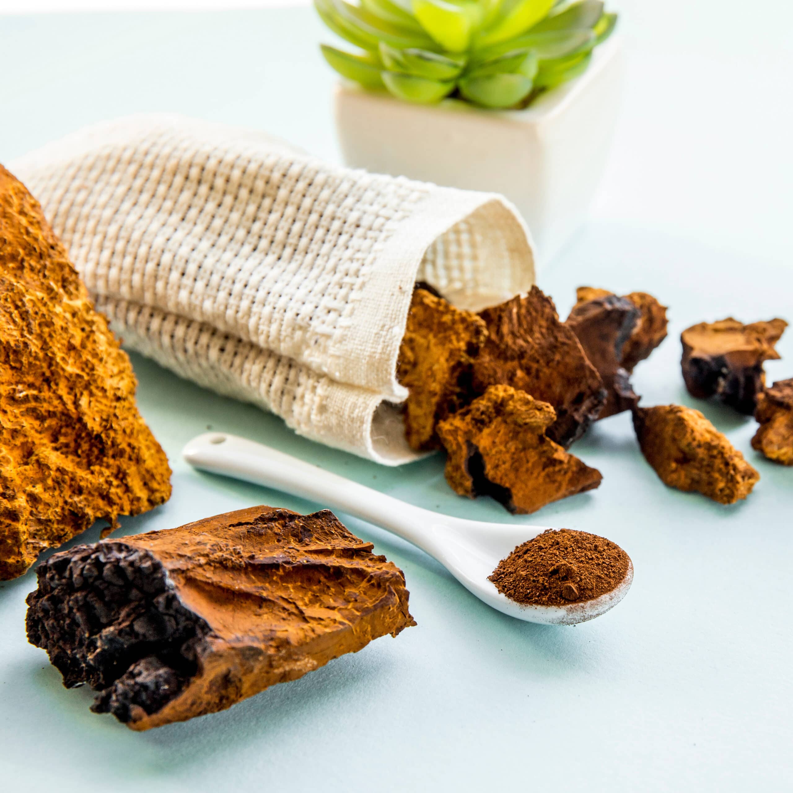 Chaga Mushroom