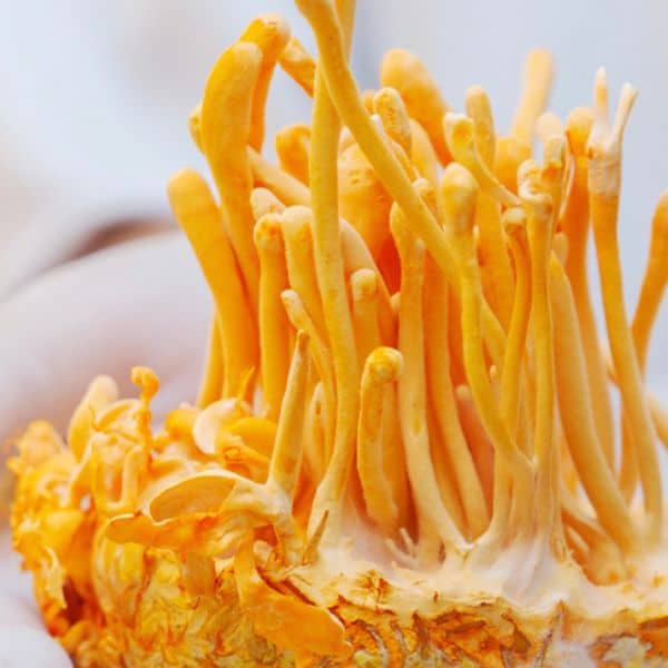 Cordyceps Mushroom