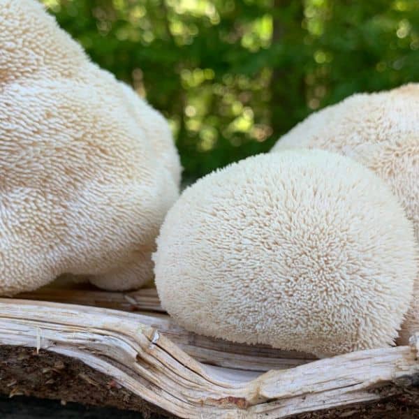 Lion's Mane Mushroom