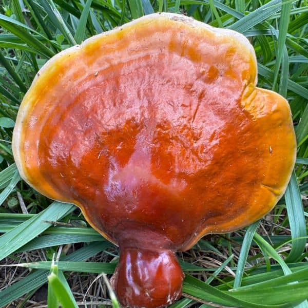 Golden Reishi Mushroom