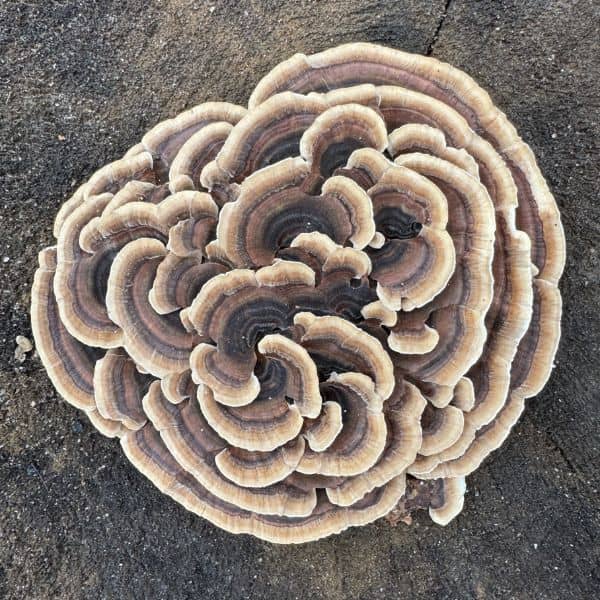 Turkey Tail Mushroom