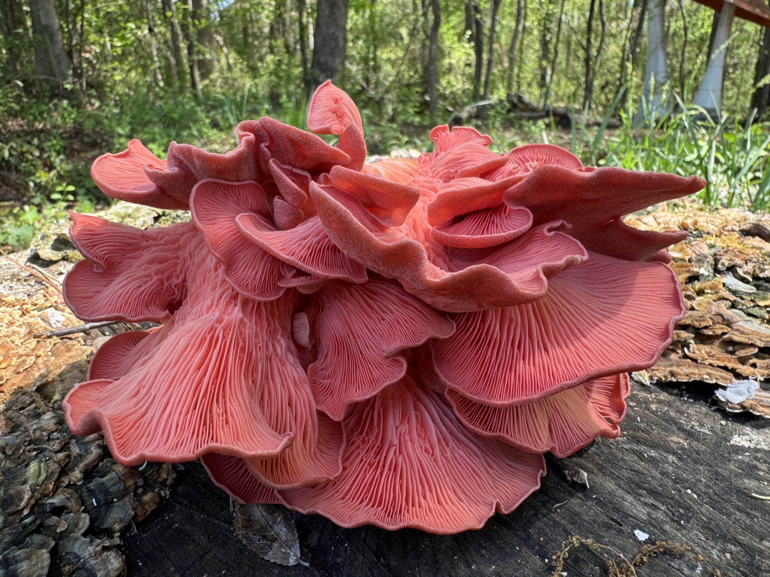 Pink Oyster Mushroom