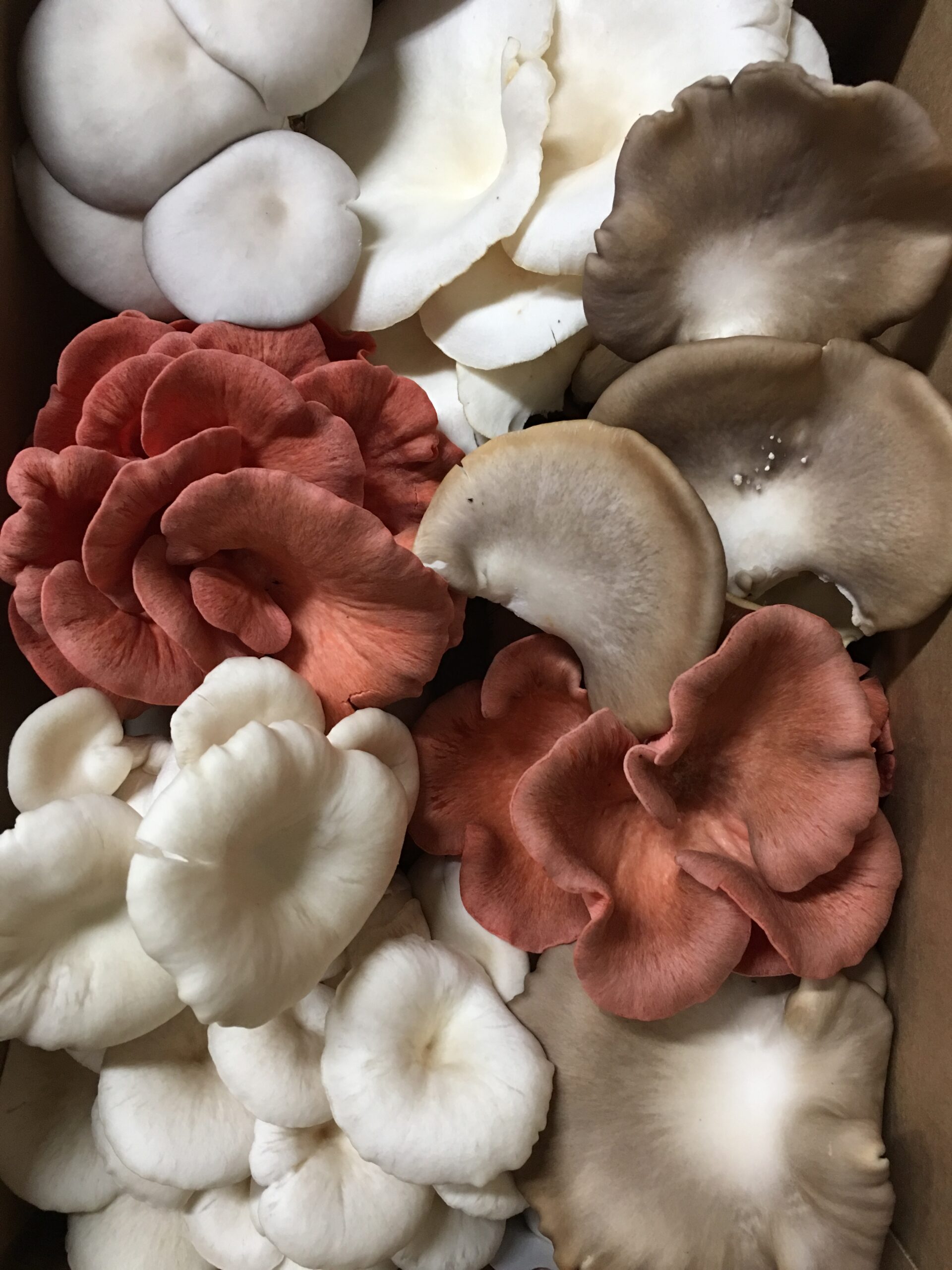 Oyster Mushroom Harvest