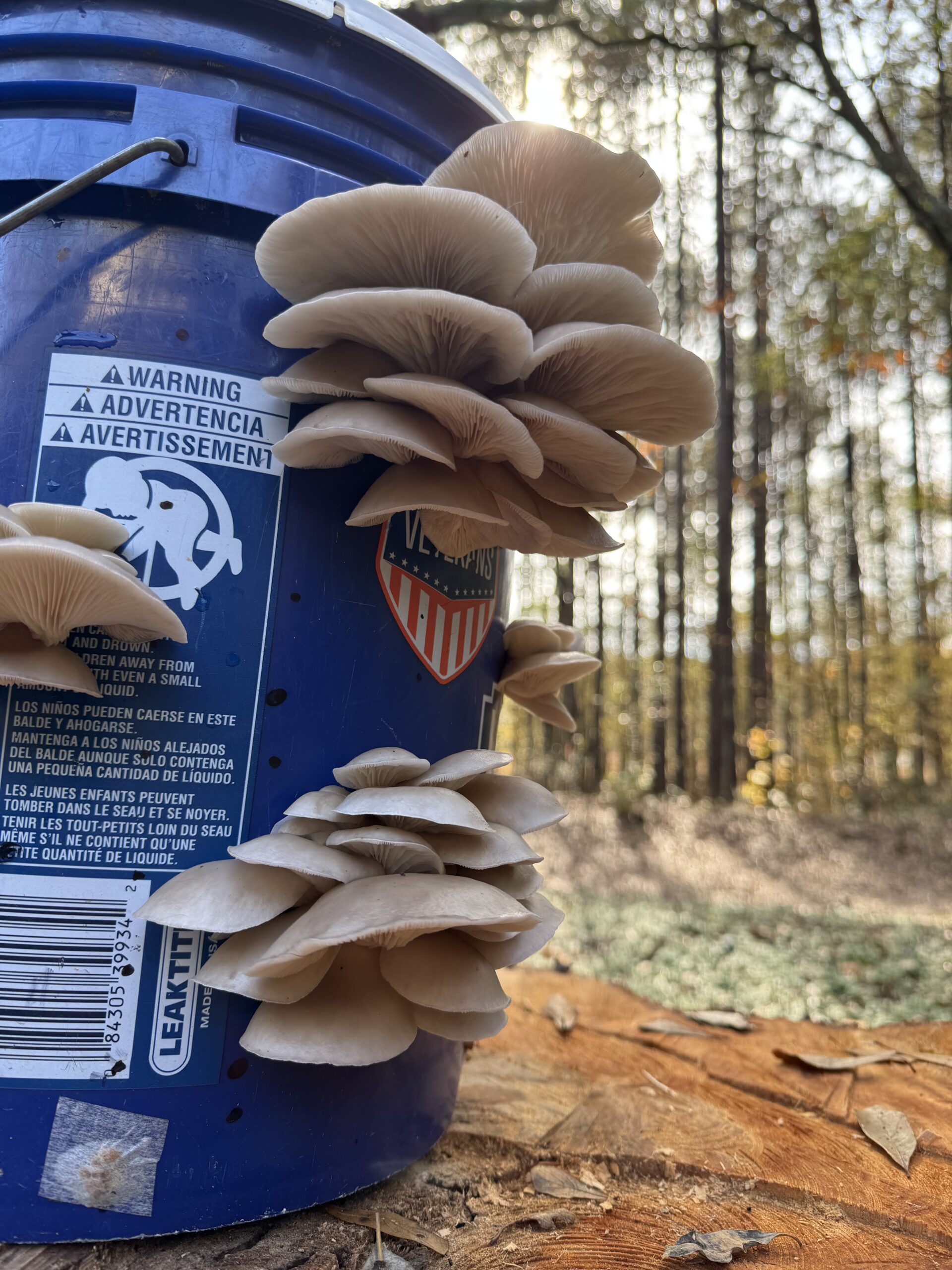 Blue Oyster Mushrooms Fruiting from a Bucket