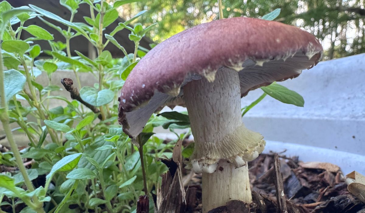 Garden Giant Fruiting in Planter