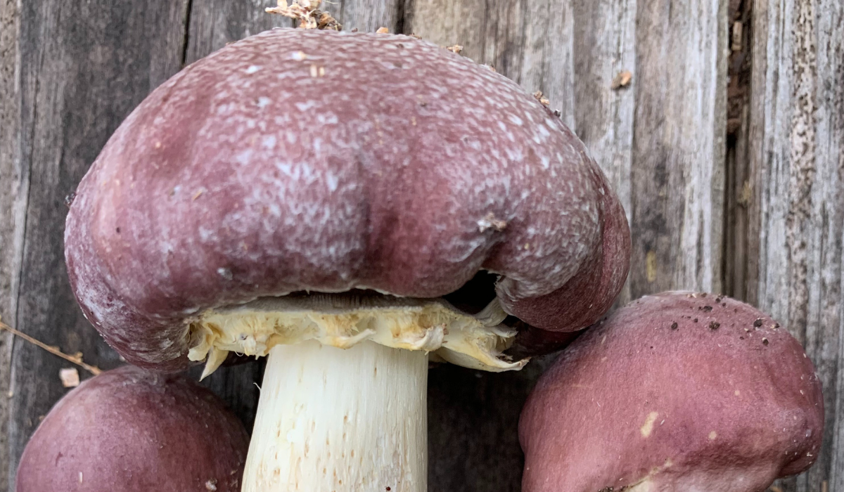 Garden Giant Cap