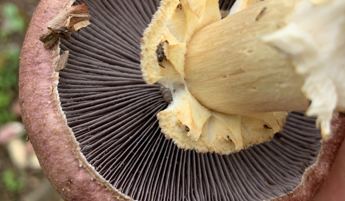 Garden Giant Gills