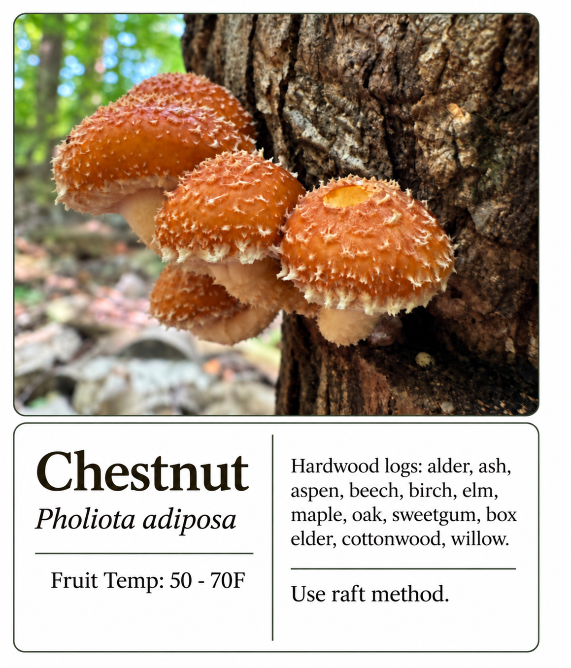 ChestnutMushroomMountain