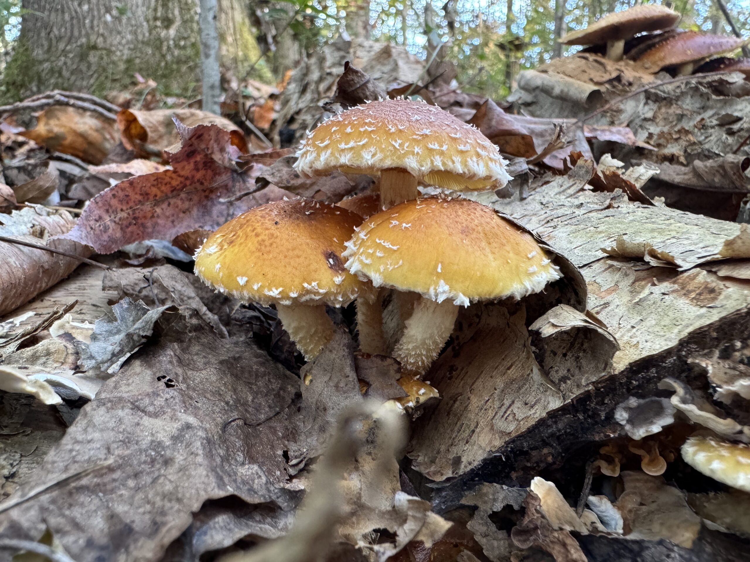 Chestnut Mushroom