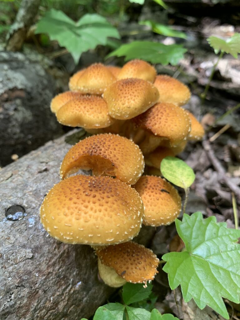 Chestnut Mushrooms