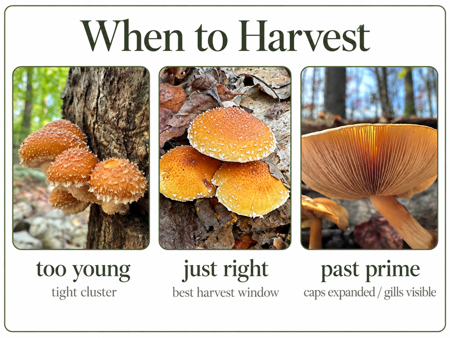 When To Harvest