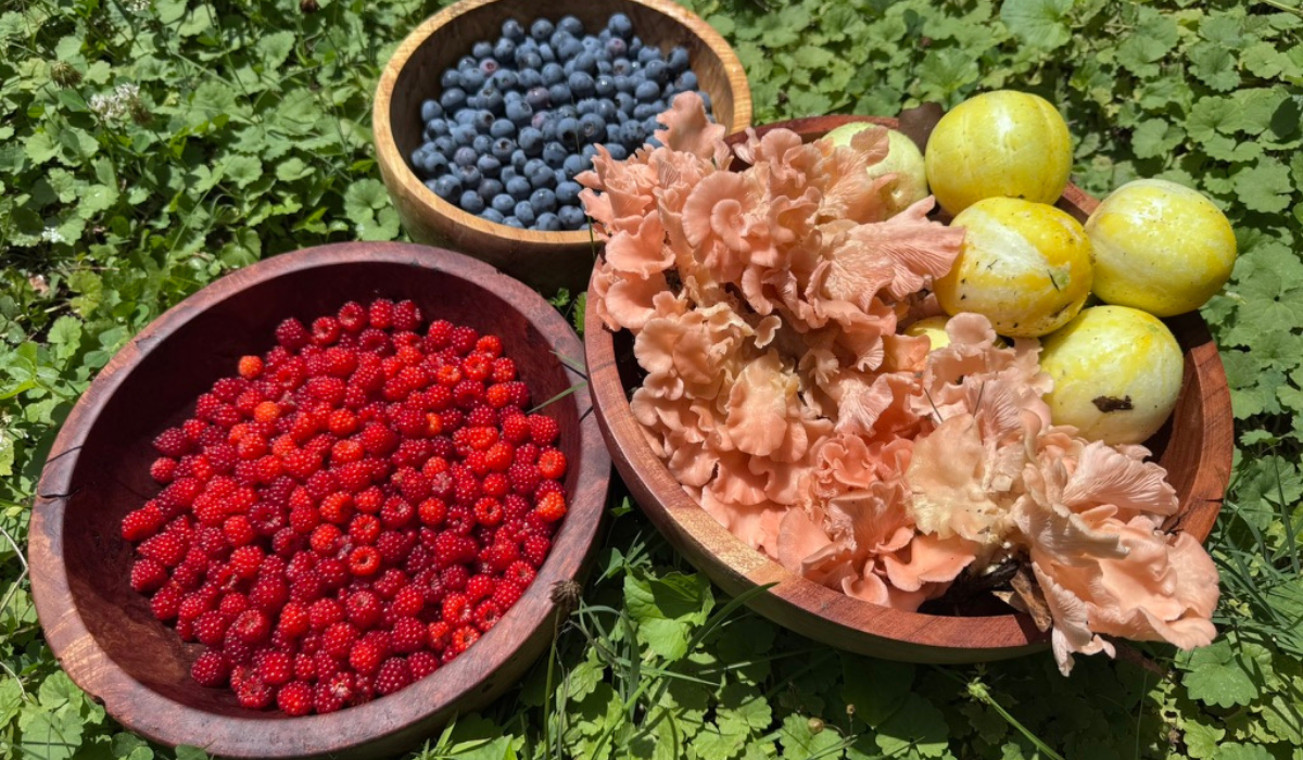 Berries, Mushrooms and cucumbers