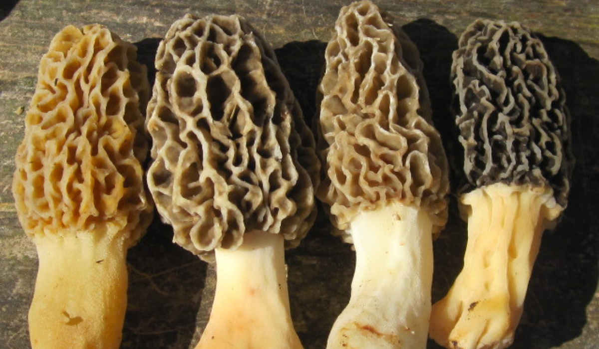 Morel Mushrooms at Mushroom Mountain