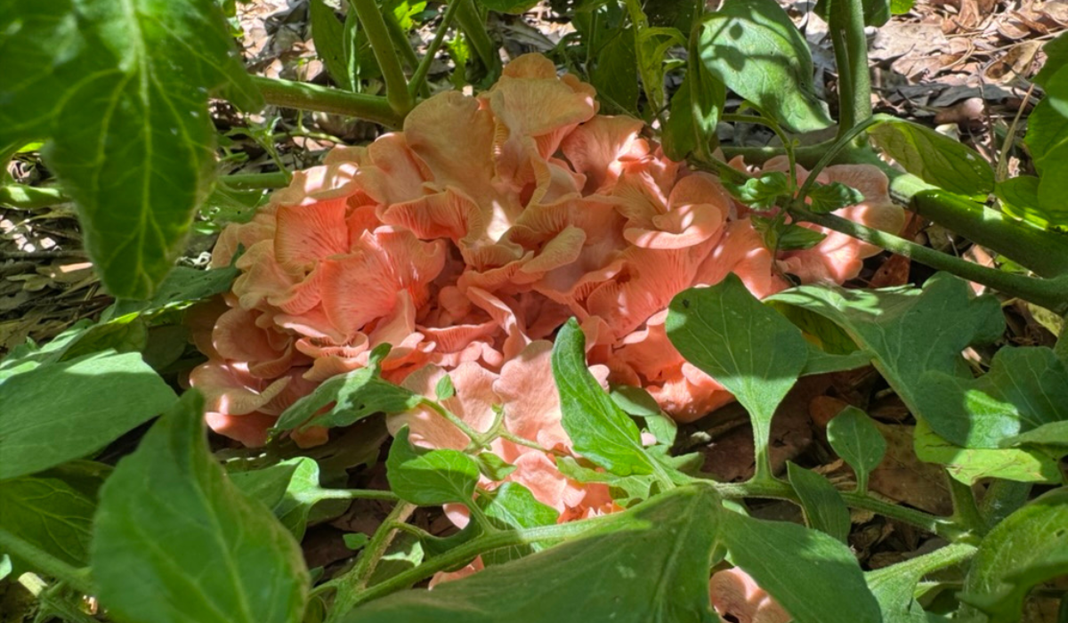 Pink Oyster Mycogarden by Mushroom Mountain