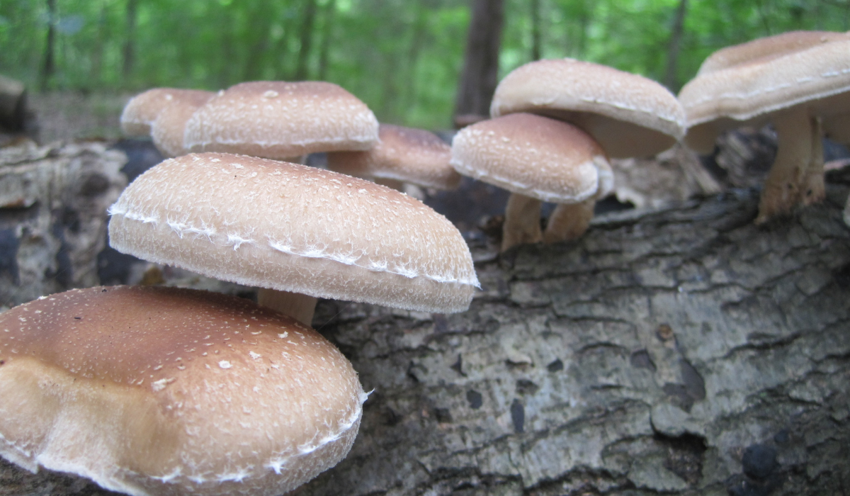 Shiitake Mushrooms Growing on a Log