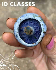 hand holding a blue milky mushroom with the heading, ID Classes