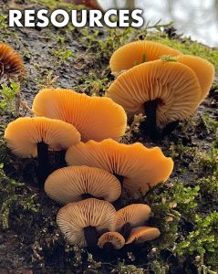 orange mushrooms with the title, Resources