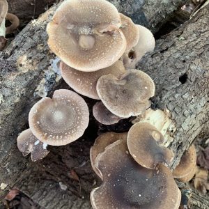 shiitake mycoremediation shiitake mycoremediation